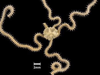 Media type: image;   Invertebrate Zoology OPH-4217 Aspect: dorsal
